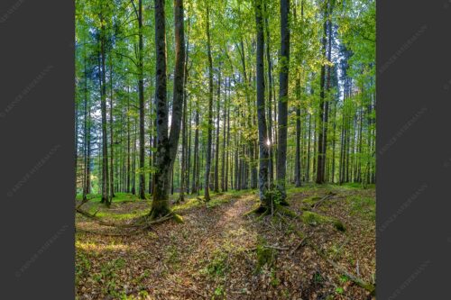 Die Sonne spitzt durch den Buchenwald - Alles Buchen 1:1  -- Sonne im Wald - mehr Infos bei www.Kriner-Weiermann.de