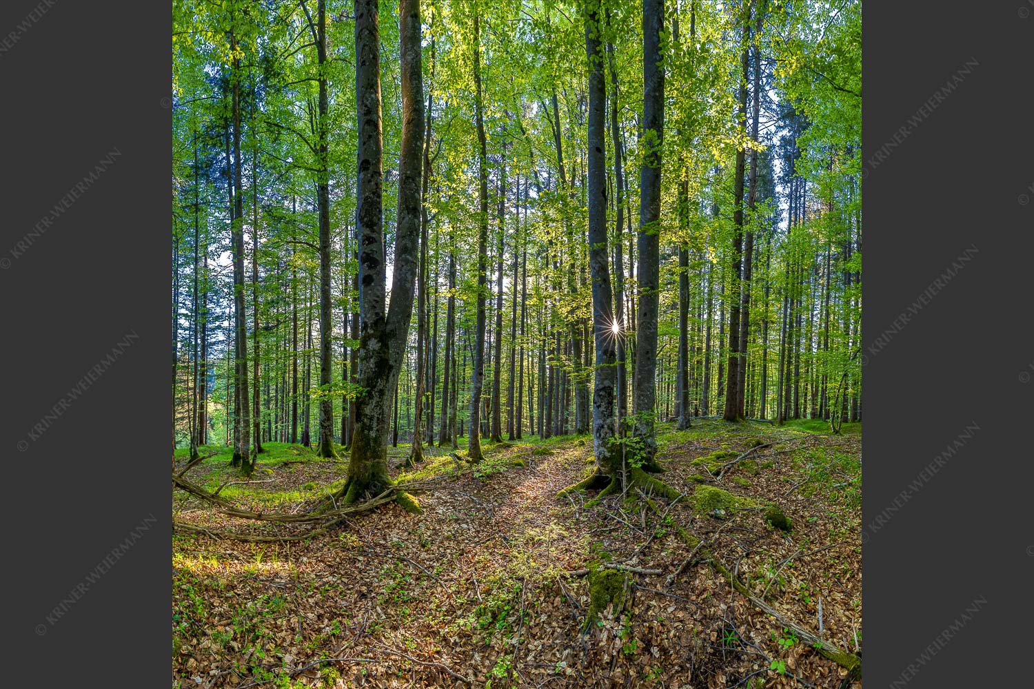 Die Sonne spitzt durch den Buchenwald - Alles Buchen 1:1 -- Sonne im Wald - mehr Infos bei www.Kriner-Weiermann.de