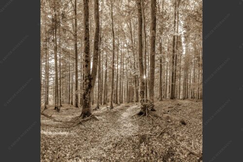 Die Sonne spitzt durch den Buchenwald - Alles Buchen 1:1 sepia -- Sonne im Wald - mehr Infos bei www.Kriner-Weiermann.de