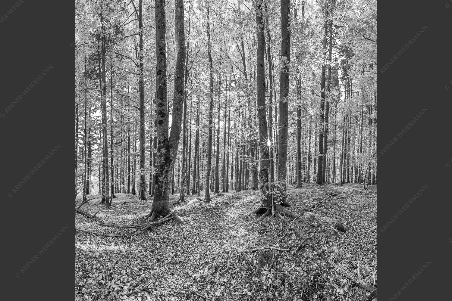 Die Sonne spitzt durch den Buchenwald - Alles Buchen 1:1 sw -- Sonne im Wald - mehr Infos bei www.Kriner-Weiermann.de
