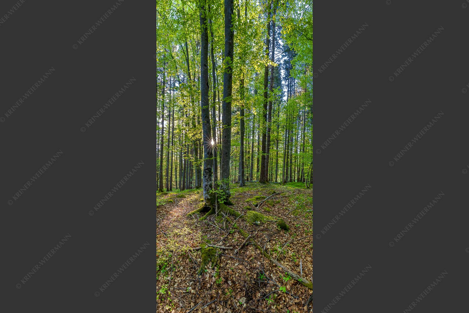 Die Sonne spitzt durch den Buchenwald - Alles Buchen 1:2 -- Sonne im Wald - mehr Infos bei www.Kriner-Weiermann.de