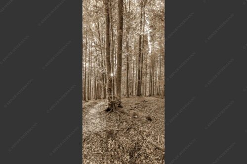Die Sonne spitzt durch den Buchenwald - Alles Buchen 1:2 sepia -- Sonne im Wald - mehr Infos bei www.Kriner-Weiermann.de