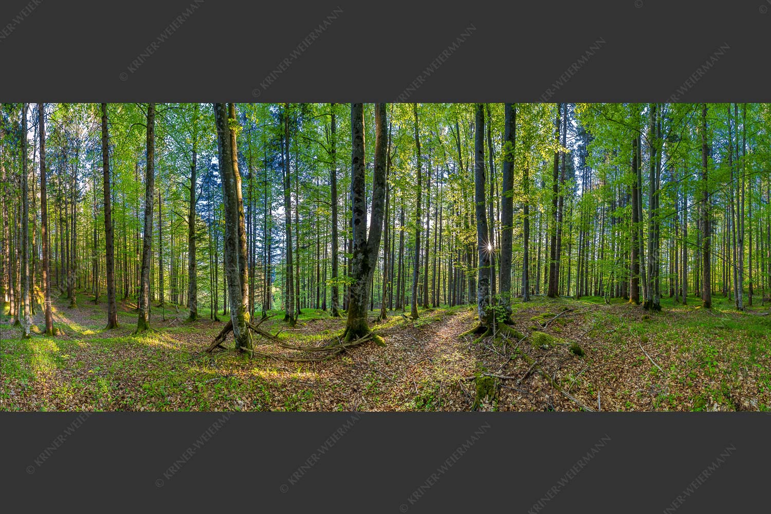 Die Sonne spitzt durch den Buchenwald - Alles Buchen 2,5:1 -- Sonne im Wald - mehr Infos bei www.Kriner-Weiermann.de