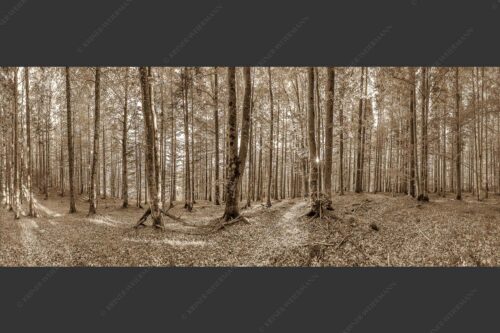 Die Sonne spitzt durch den Buchenwald - Alles Buchen 2,5:1 sepia -- Sonne im Wald - mehr Infos bei www.Kriner-Weiermann.de