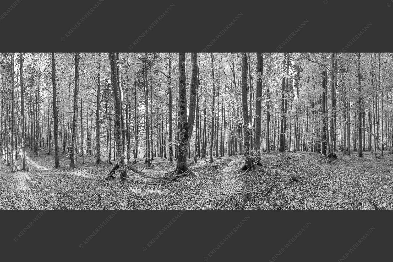 Die Sonne spitzt durch den Buchenwald - Alles Buchen 2,5:1 sw -- Sonne im Wald - mehr Infos bei www.Kriner-Weiermann.de