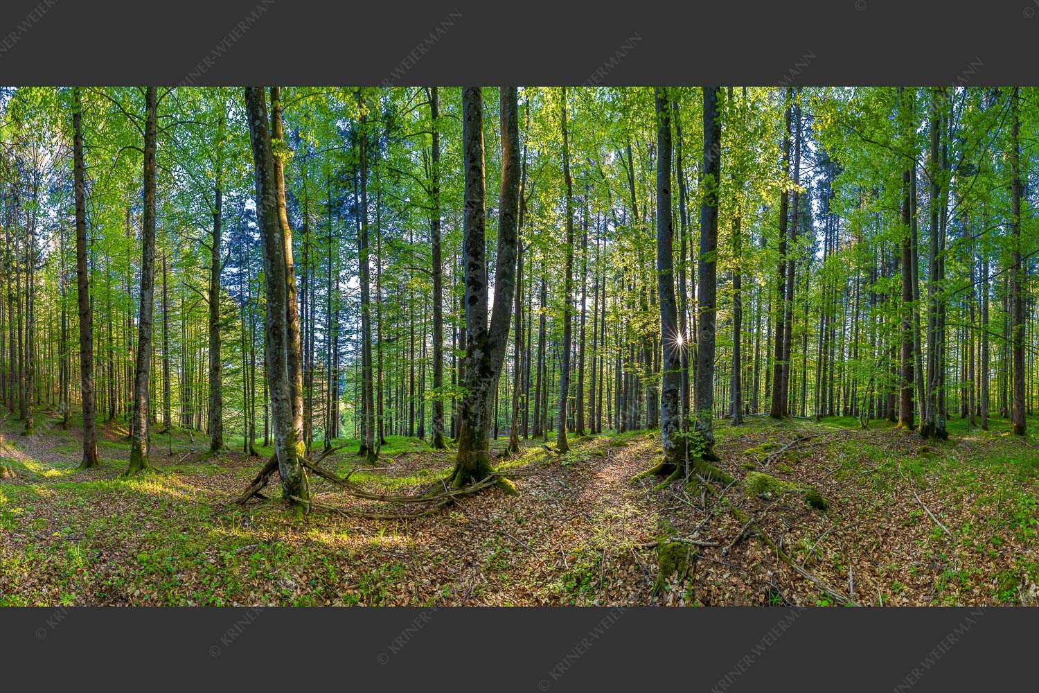 Die Sonne spitzt durch den Buchenwald - Alles Buchen 2:1 -- Sonne im Wald - mehr Infos bei www.Kriner-Weiermann.de