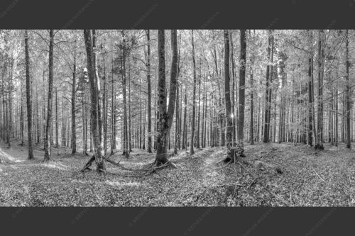 Die Sonne spitzt durch den Buchenwald - Alles Buchen 2:1 sw -- Sonne im Wald - mehr Infos bei www.Kriner-Weiermann.de
