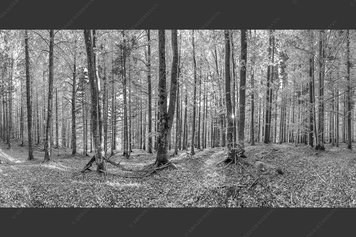 Die Sonne spitzt durch den Buchenwald - Alles Buchen 2:1 sw -- Sonne im Wald - mehr Infos bei www.Kriner-Weiermann.de