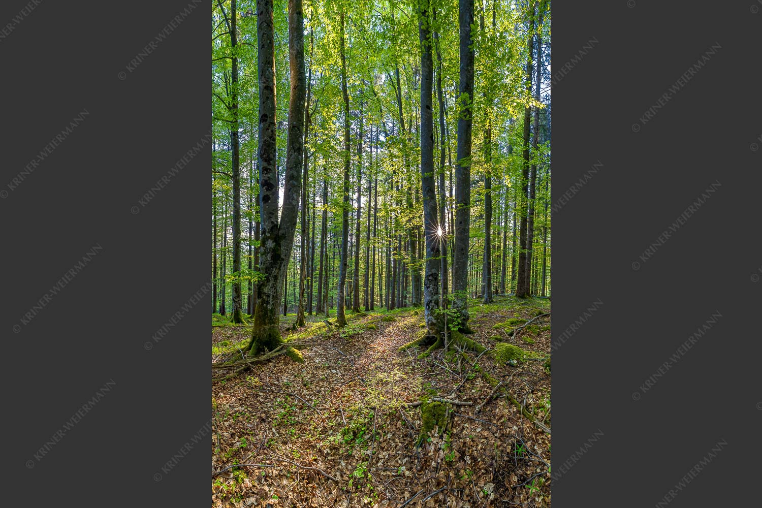 Die Sonne spitzt durch den Buchenwald - Alles Buchen 2:3 -- Sonne im Wald - mehr Infos bei www.Kriner-Weiermann.de