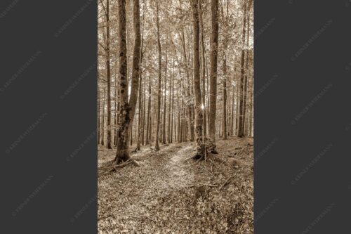 Die Sonne spitzt durch den Buchenwald - Alles Buchen 2:3 sepia -- Sonne im Wald - mehr Infos bei www.Kriner-Weiermann.de