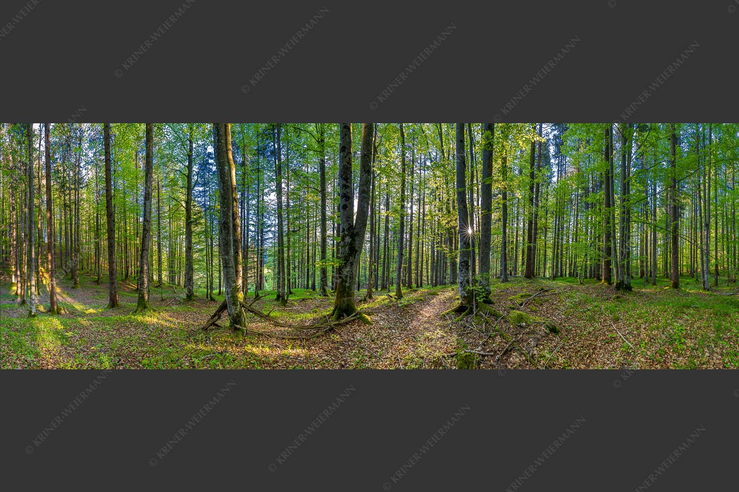 Die Sonne spitzt durch den Buchenwald - Alles Buchen 3:1 -- Sonne im Wald - mehr Infos bei www.Kriner-Weiermann.de