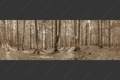 Die Sonne spitzt durch den Buchenwald - Alles Buchen 3:1 sepia -- Sonne im Wald - mehr Infos bei www.Kriner-Weiermann.de