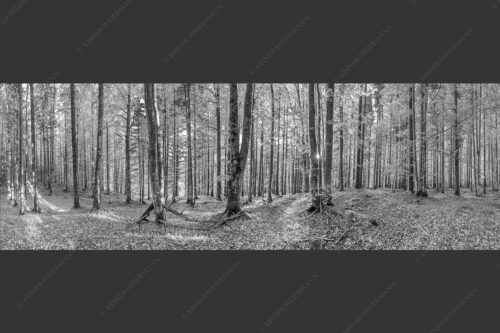 Die Sonne spitzt durch den Buchenwald - Alles Buchen 3:1 sw -- Sonne im Wald - mehr Infos bei www.Kriner-Weiermann.de
