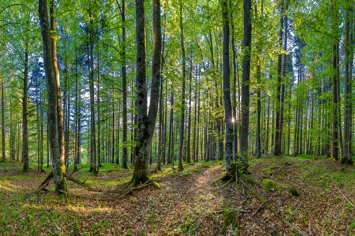 Die Sonne spitzt durch den Buchenwald - Alles Buchen 3:2 -- Sonne im Wald - mehr Infos bei www.Kriner-Weiermann.de