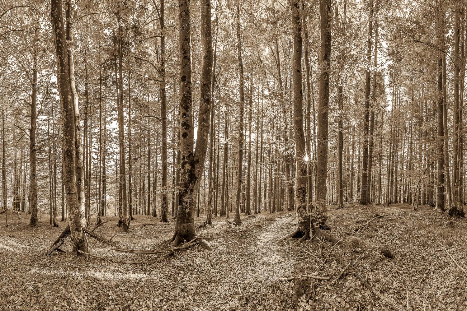 Die Sonne spitzt durch den Buchenwald - Alles Buchen 3:2 sepia -- Sonne im Wald - mehr Infos bei www.Kriner-Weiermann.de