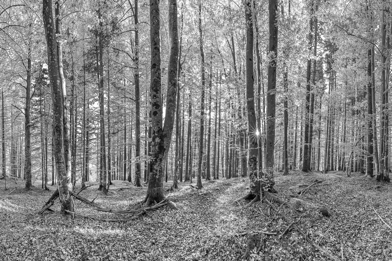 Die Sonne spitzt durch den Buchenwald - Alles Buchen 3:2 sw -- Sonne im Wald - mehr Infos bei www.Kriner-Weiermann.de