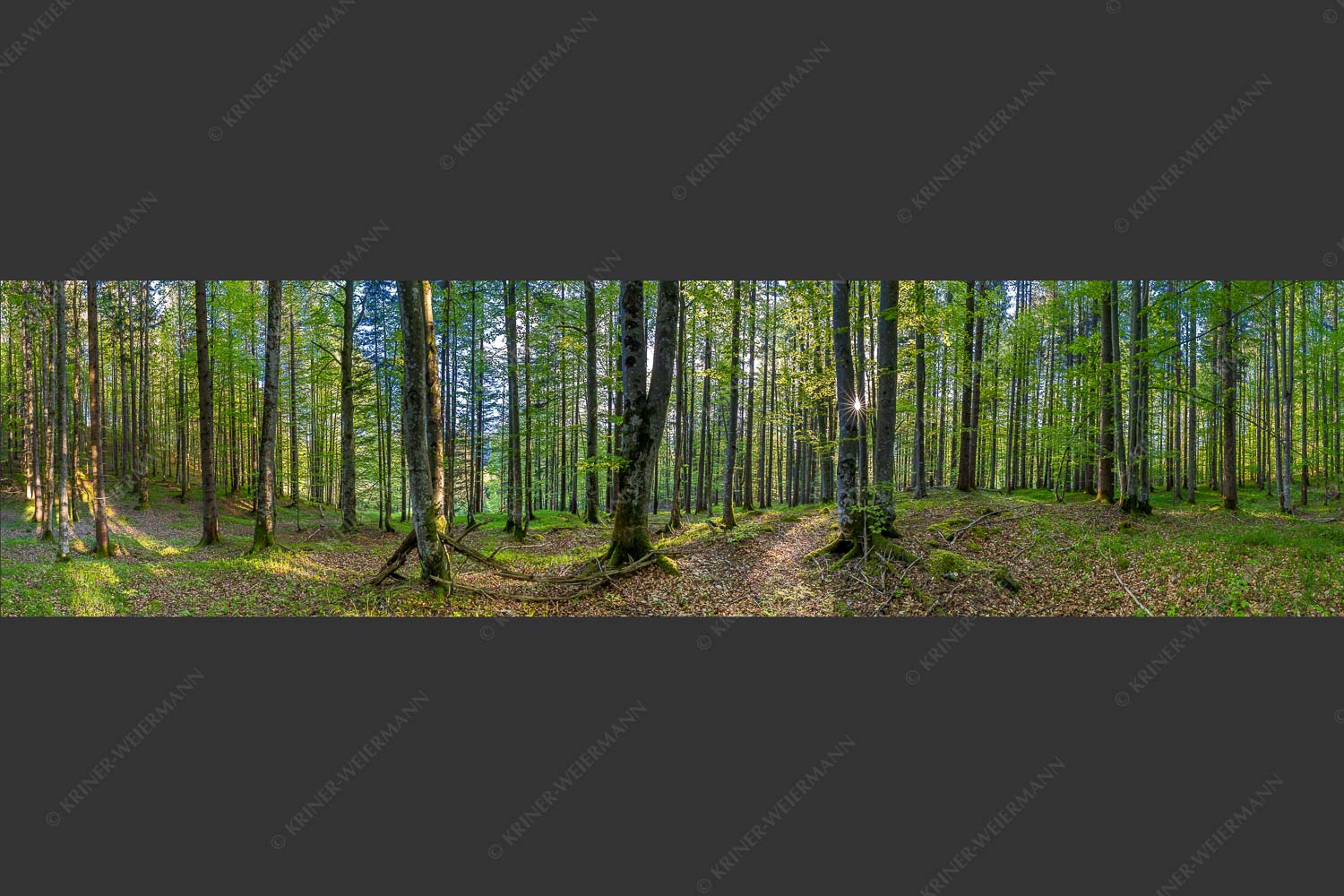 Die Sonne spitzt durch den Buchenwald - Alles Buchen 4:1 -- Sonne im Wald - mehr Infos bei www.Kriner-Weiermann.de