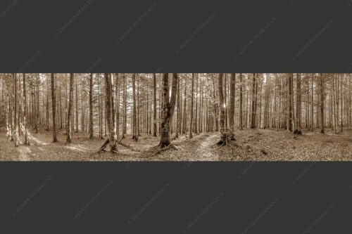 Die Sonne spitzt durch den Buchenwald - Alles Buchen 4:1 sepia -- Sonne im Wald - mehr Infos bei www.Kriner-Weiermann.de