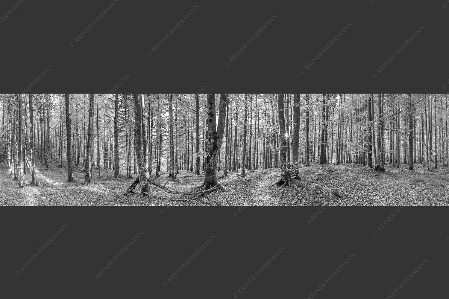 Die Sonne spitzt durch den Buchenwald - Alles Buchen 4:1 sw -- Sonne im Wald - mehr Infos bei www.Kriner-Weiermann.de