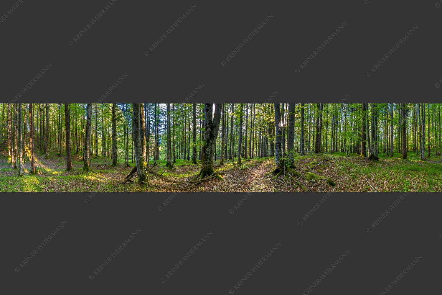 Die Sonne spitzt durch den Buchenwald - Alles Buchen 5:1  -- Sonne im Wald - mehr Infos bei www.Kriner-Weiermann.de