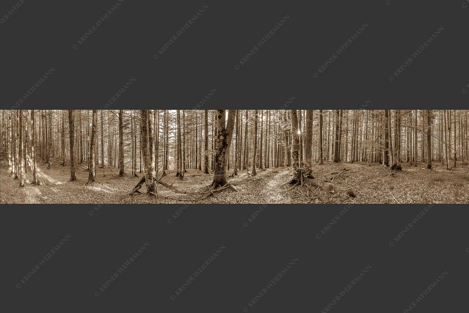 Die Sonne spitzt durch den Buchenwald - Alles Buchen 5:1 sepia -- Sonne im Wald - mehr Infos bei www.Kriner-Weiermann.de