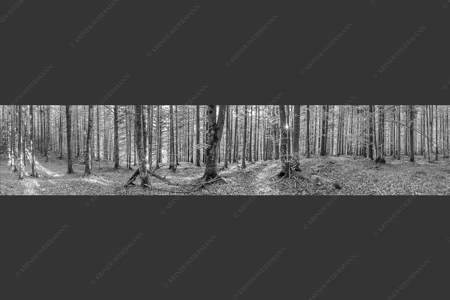 Die Sonne spitzt durch den Buchenwald - Alles Buchen 5:1 sw -- Sonne im Wald - mehr Infos bei www.Kriner-Weiermann.de