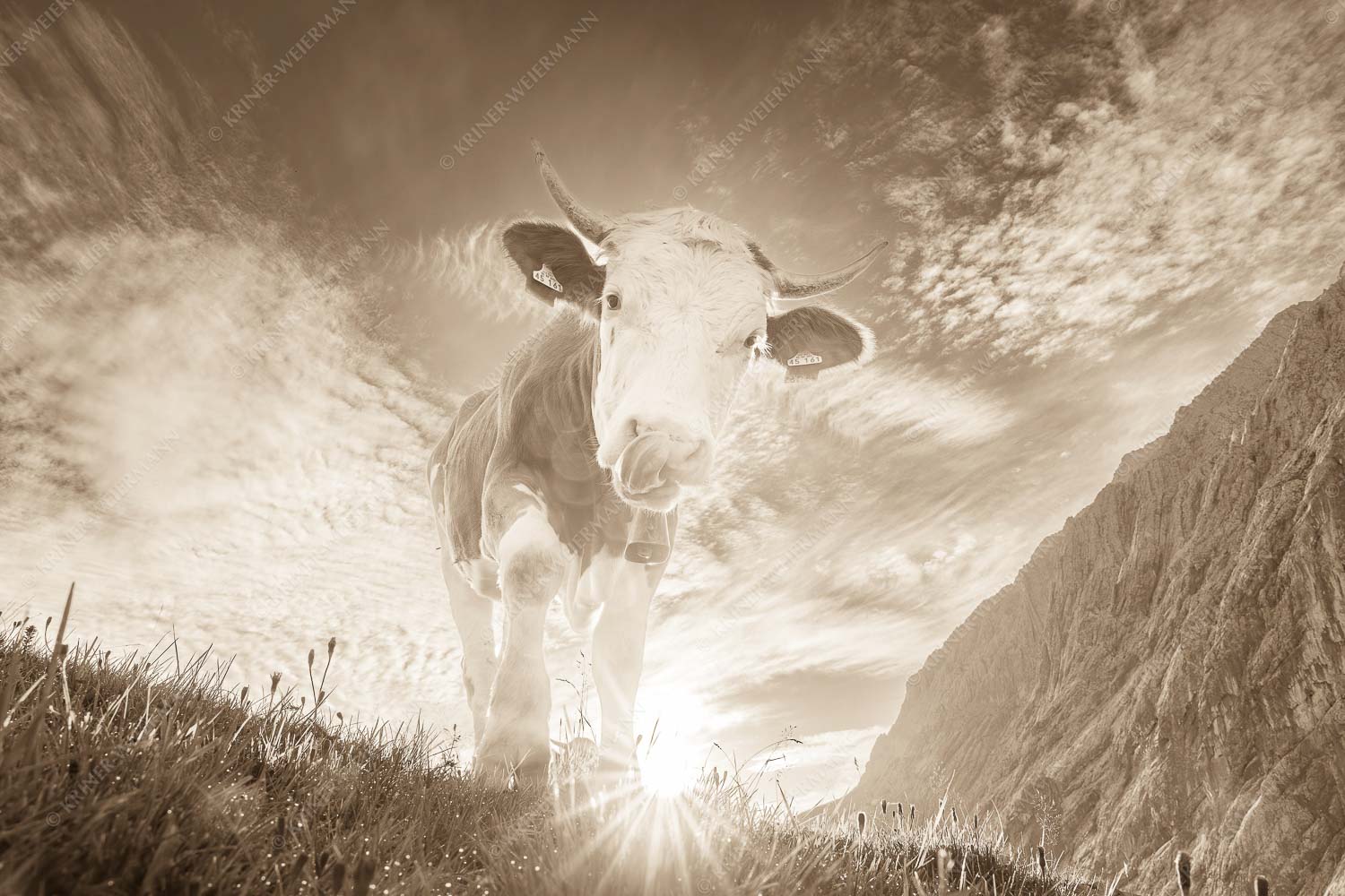 Jungvieh auf der Alm im Wettersteingebirge - Almsommermorgen III 3:2 sepia -- Kuh im Wetterstein - mehr Infos bei www.Kriner-Weiermann.de