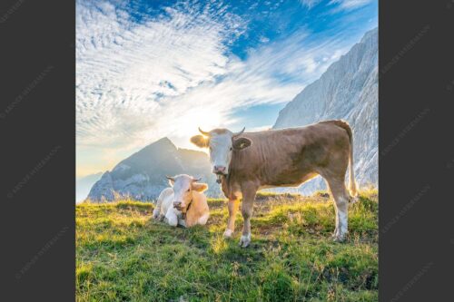 Jungvieh auf der Alm im Wettersteingebirge bei Sonnenaufgang - Almsommermorgen IV 1:1  -- Junge Rinder auf der Alm - mehr Infos bei www.Kriner-Weiermann.de