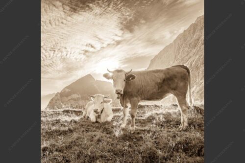 Jungvieh auf der Alm im Wettersteingebirge bei Sonnenaufgang - Almsommermorgen IV 1:1 sepia -- Junge Rinder auf der Alm - mehr Infos bei www.Kriner-Weiermann.de