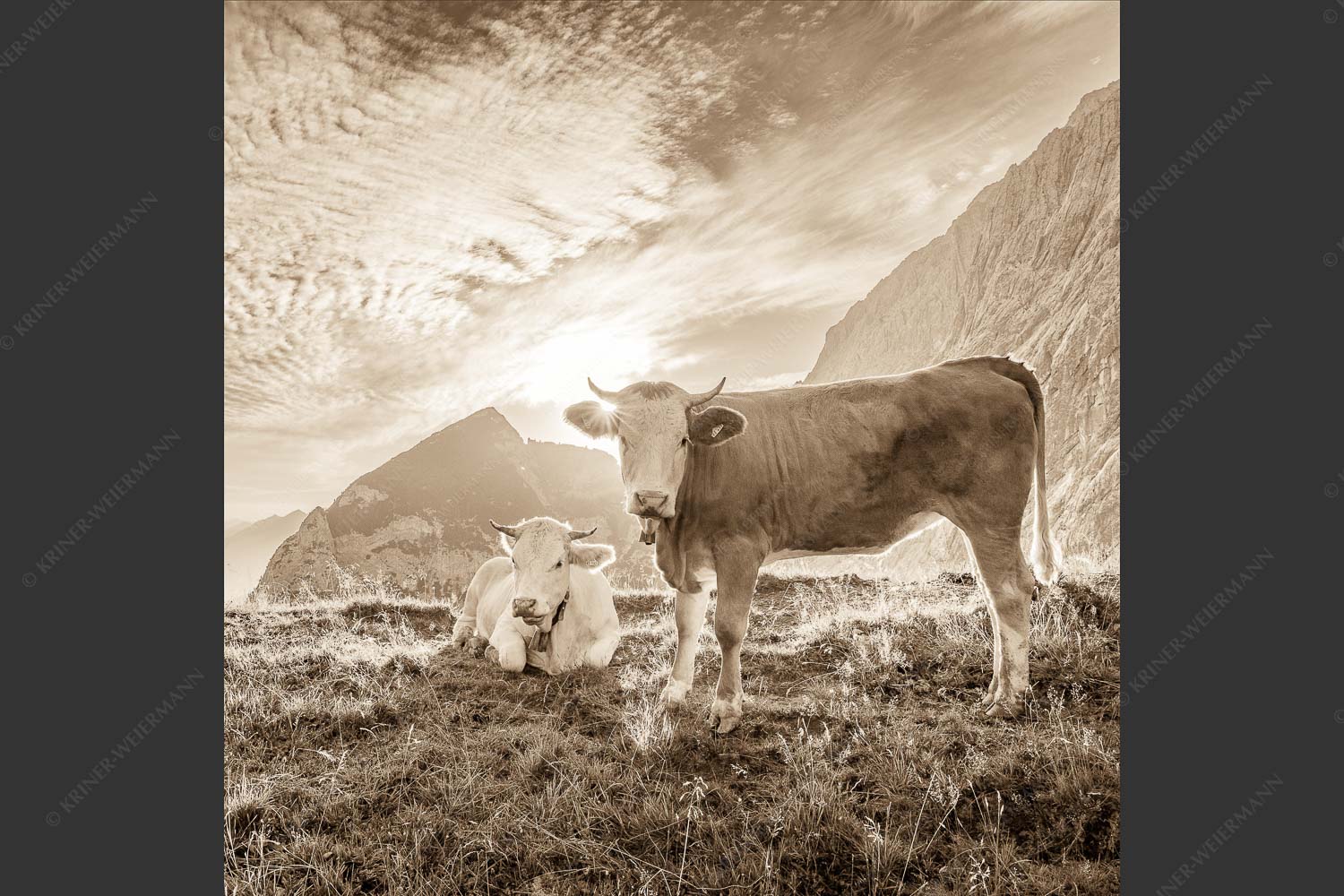 Jungvieh auf der Alm im Wettersteingebirge bei Sonnenaufgang - Almsommermorgen IV 1:1 sepia -- Junge Rinder auf der Alm - mehr Infos bei www.Kriner-Weiermann.de