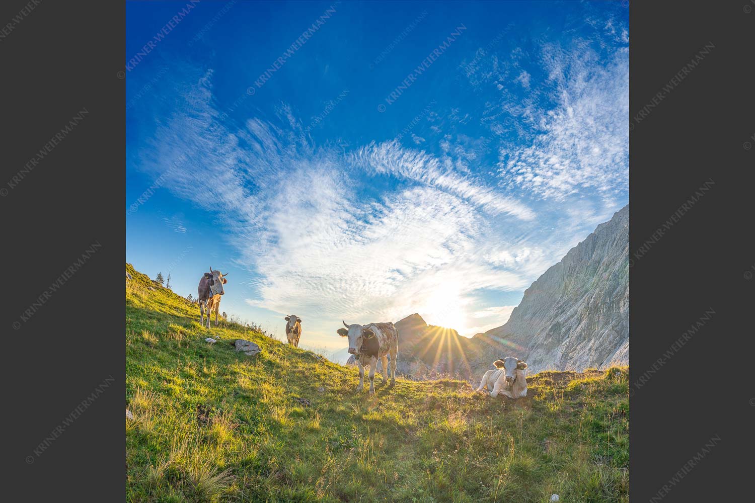 Jungvieh am Kämisattel mit Sonnenaufgang am Zirbelkopf im Wettersteingebirge - Almsommermorgen 1:1 -- Rinder Kälber im Wetterstein - mehr Infos bei www.Kriner-Weiermann.de