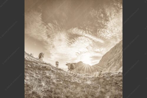 Jungvieh am Kämisattel mit Sonnenaufgang am Zirbelkopf im Wettersteingebirge - Almsommermorgen 1:1 sepia -- Rinder Kälber im Wetterstein - mehr Infos bei www.Kriner-Weiermann.de