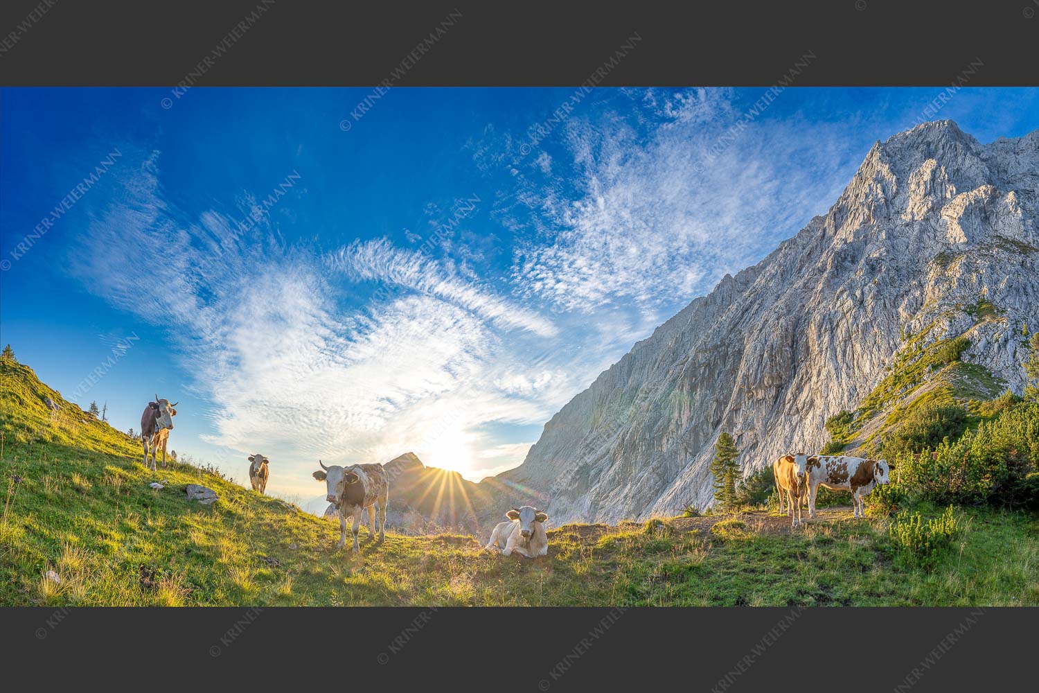 Jungvieh am Kämisattel mit Sonnenaufgang am Zirbelkopf im Wettersteingebirge - Almsommermorgen 2:1  -- Rinder Kälber im Wetterstein - mehr Infos bei www.Kriner-Weiermann.de