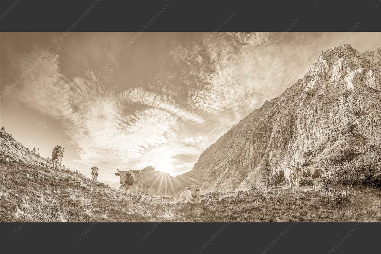 Jungvieh am Kämisattel mit Sonnenaufgang am Zirbelkopf im Wettersteingebirge - Almsommermorgen 2:1 sepia -- Rinder Kälber im Wetterstein - mehr Infos bei www.Kriner-Weiermann.de