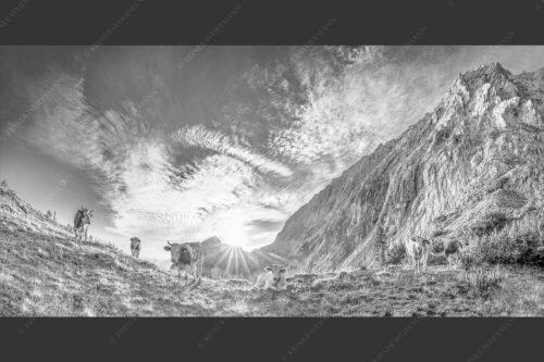 Jungvieh am Kämisattel mit Sonnenaufgang am Zirbelkopf im Wettersteingebirge - Almsommermorgen 2:1 sw -- Rinder Kälber im Wetterstein - mehr Infos bei www.Kriner-Weiermann.de