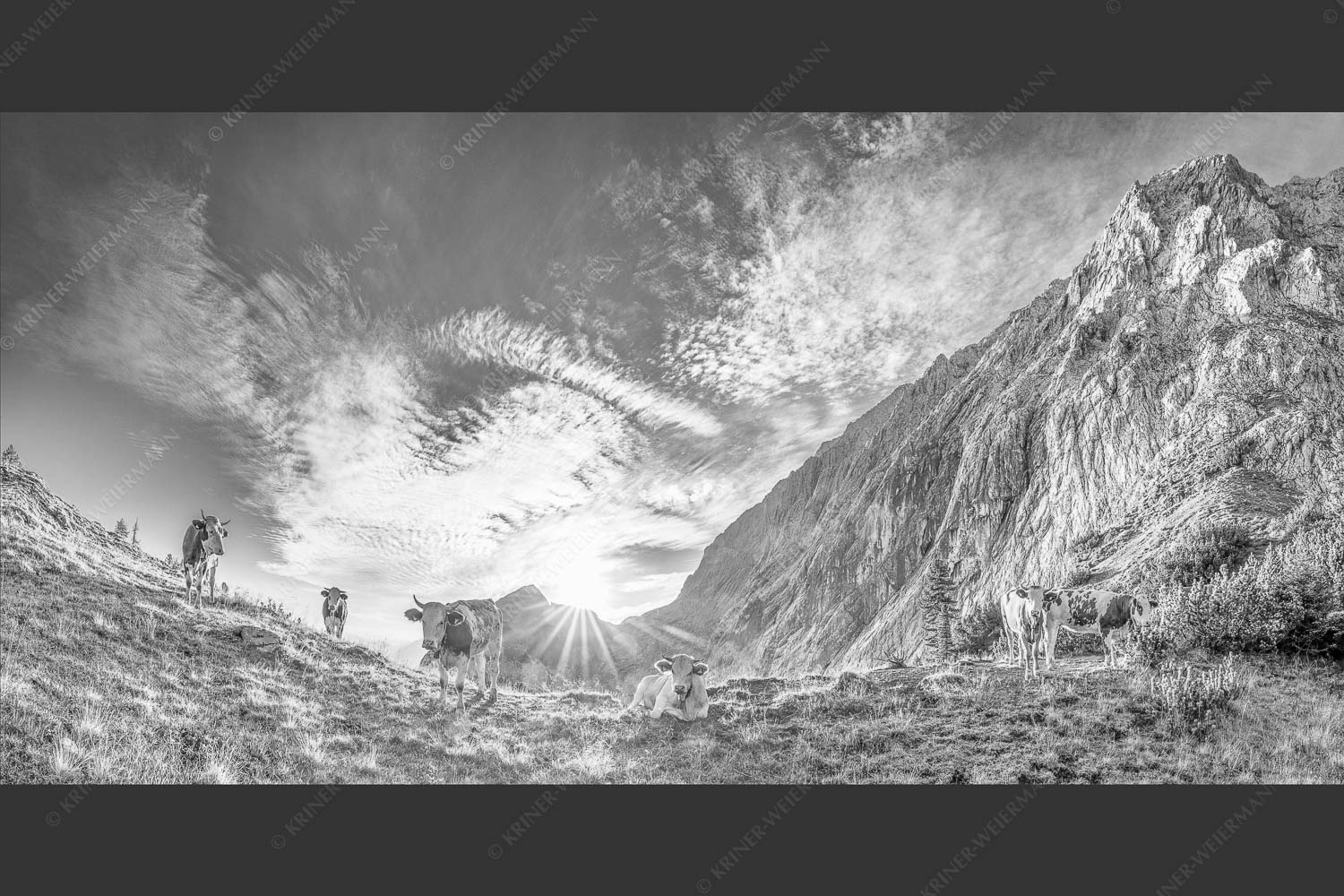 Jungvieh am Kämisattel mit Sonnenaufgang am Zirbelkopf im Wettersteingebirge - Almsommermorgen 2:1 sw -- Rinder Kälber im Wetterstein - mehr Infos bei www.Kriner-Weiermann.de