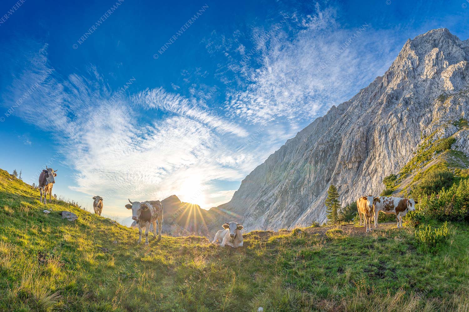 Jungvieh am Kämisattel mit Sonnenaufgang am Zirbelkopf im Wettersteingebirge - Almsommermorgen 3:2 -- Rinder Kälber im Wetterstein - mehr Infos bei www.Kriner-Weiermann.de