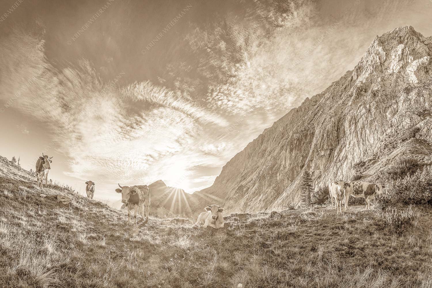 Jungvieh am Kämisattel mit Sonnenaufgang am Zirbelkopf im Wettersteingebirge - Almsommermorgen 3:2 sepia -- Rinder Kälber im Wetterstein - mehr Infos bei www.Kriner-Weiermann.de