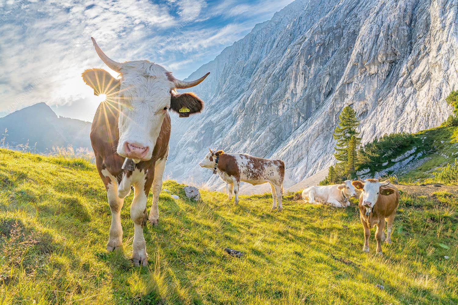 Jungvieh auf der Alm im Wettersteingebirge - Almsommermorgen V 3:2 -- Rinder Kälber im Werdenfelserland - mehr Infos bei www.Kriner-Weiermann.de