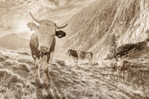 Jungvieh auf der Alm im Wettersteingebirge - Almsommermorgen V 3:2 sepia -- Rinder Kälber im Werdenfelserland - mehr Infos bei www.Kriner-Weiermann.de
