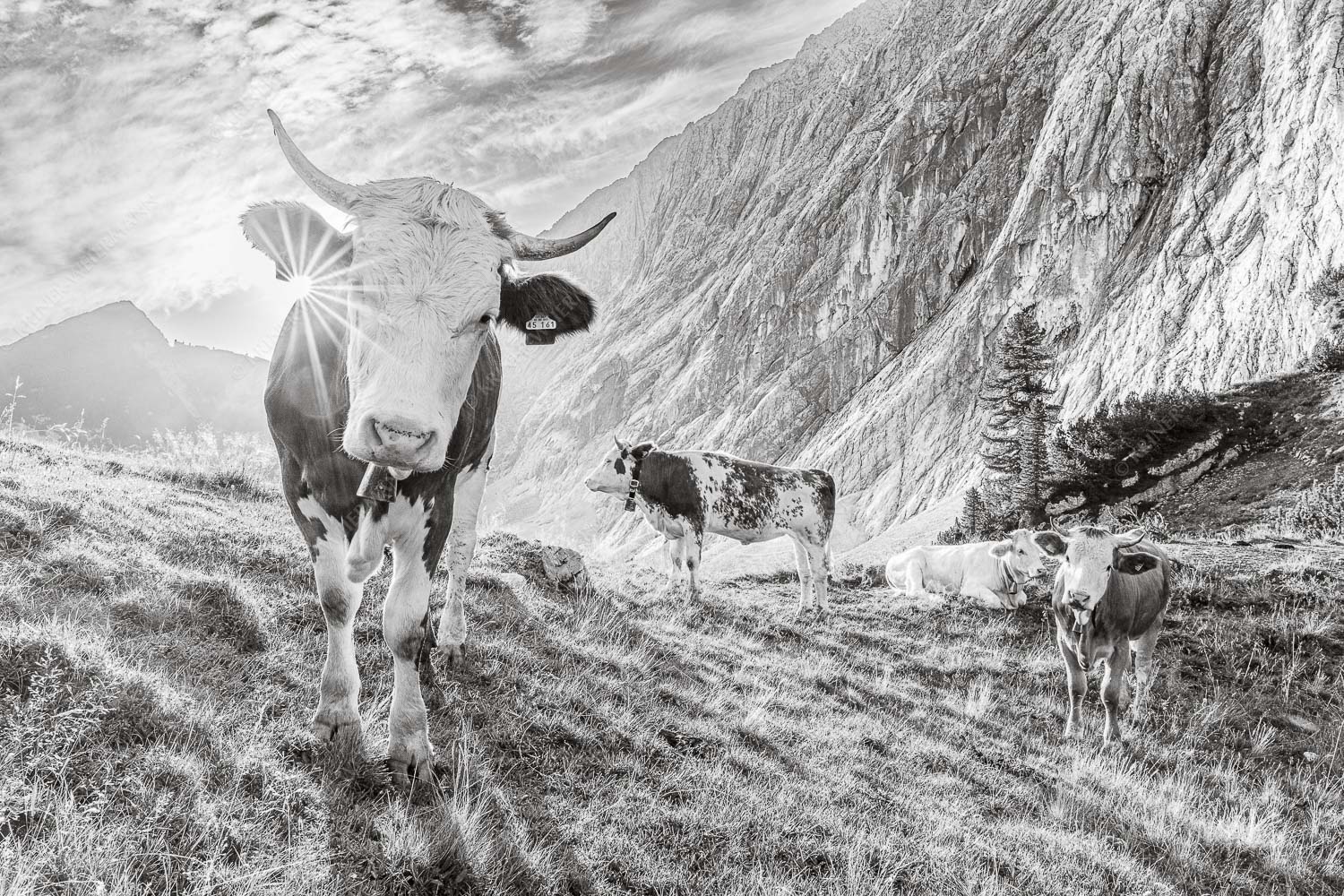 Jungvieh auf der Alm im Wettersteingebirge - Almsommermorgen V 3:2 sw -- Rinder Kälber im Werdenfelserland - mehr Infos bei www.Kriner-Weiermann.de