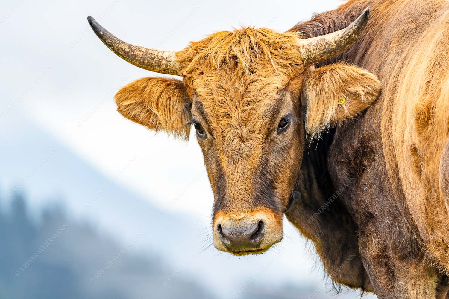 Junge Murnau Werdenfelser auf der Alm - Almvieh II 3:2 -- Murnau-Werdenfelser Rind - mehr Infos bei www.Kriner-Weiermann.de