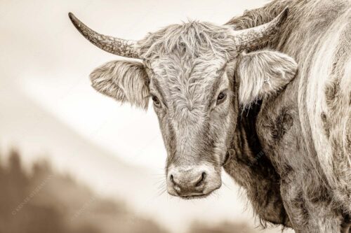 Junge Murnau Werdenfelser auf der Alm - Almvieh II 3:2 sepia -- Murnau-Werdenfelser Rind - mehr Infos bei www.Kriner-Weiermann.de