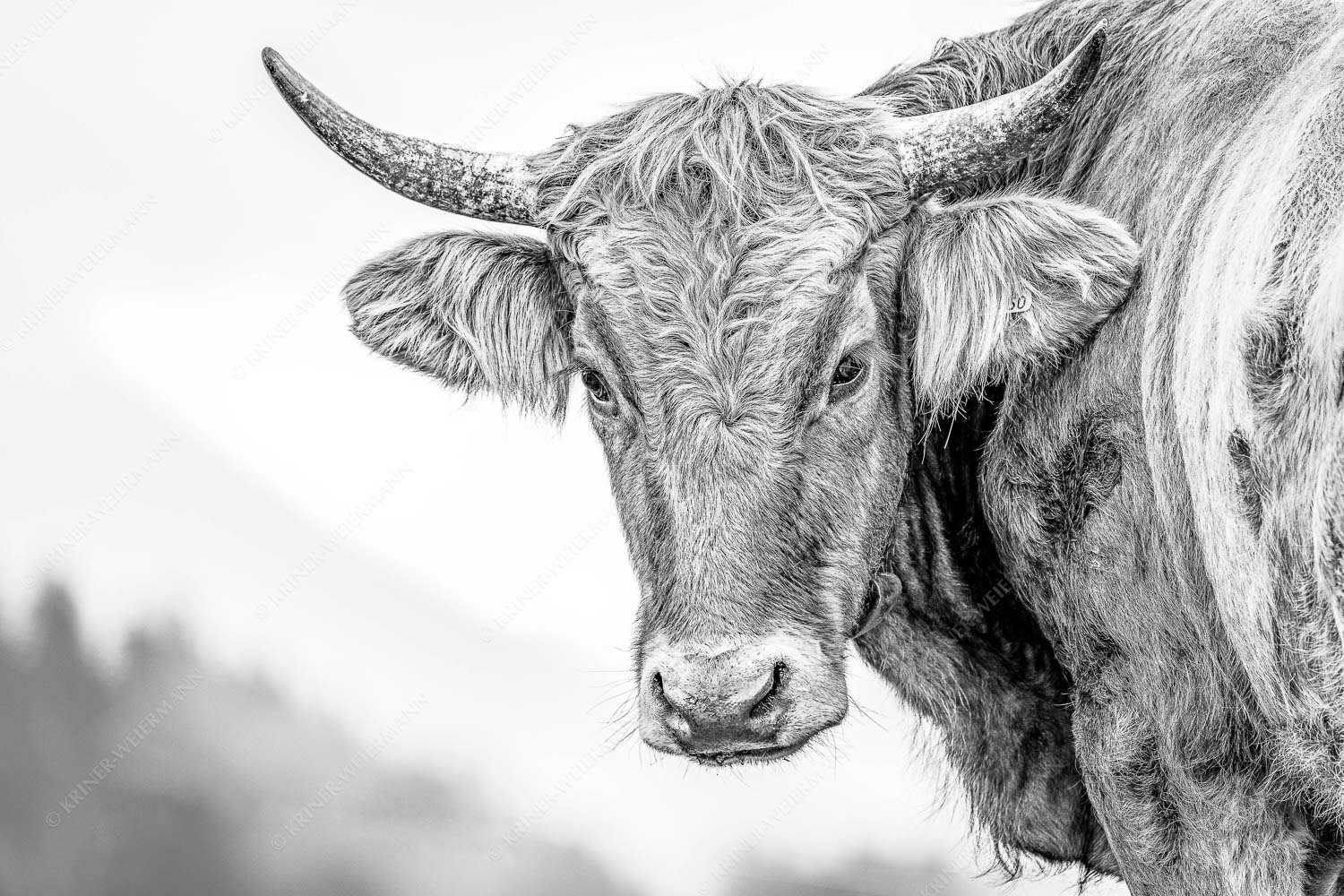 Junge Murnau Werdenfelser auf der Alm - Almvieh II 3:2 sw -- Murnau-Werdenfelser Rind - mehr Infos bei www.Kriner-Weiermann.de