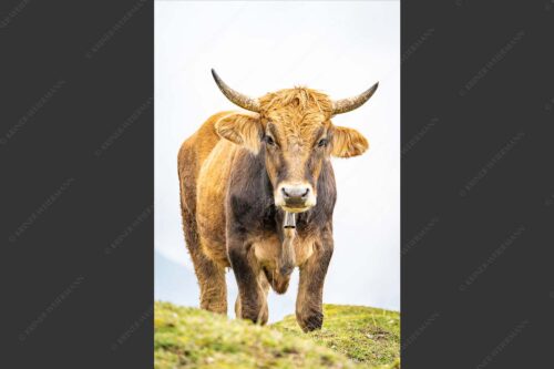 Junge Murnau Werdenfelser auf der Alm - Almvieh III 2:3  -- Murnau-Werdenfelser Rind - mehr Infos bei www.Kriner-Weiermann.de
