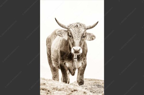 Junge Murnau Werdenfelser auf der Alm - Almvieh III 2:3 sepia -- Murnau-Werdenfelser Rind - mehr Infos bei www.Kriner-Weiermann.de