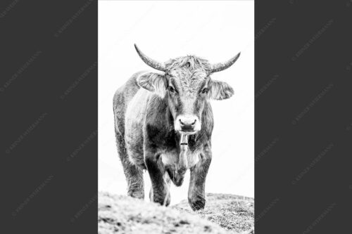 Junge Murnau Werdenfelser auf der Alm - Almvieh III 2:3 sw -- Murnau-Werdenfelser Rind - mehr Infos bei www.Kriner-Weiermann.de