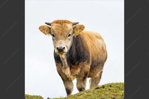 Junge Murnau Werdenfelser auf der Alm - Almvieh 1:1  -- Murnau-Werdenfelser Rind - mehr Infos bei www.Kriner-Weiermann.de