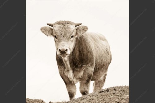 Junge Murnau Werdenfelser auf der Alm - Almvieh 1:1 sepia -- Murnau-Werdenfelser Rind - mehr Infos bei www.Kriner-Weiermann.de