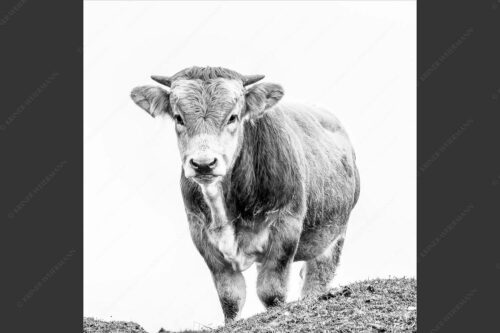 Junge Murnau Werdenfelser auf der Alm - Almvieh 1:1 sw -- Murnau-Werdenfelser Rind - mehr Infos bei www.Kriner-Weiermann.de